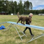 Öppenträning agility maj-oktober